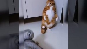 Видео от МЭН - Мне Это Нравится