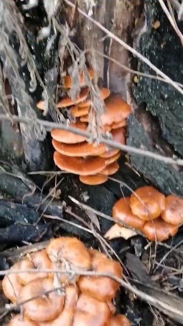 Собираю грибы опята. Вкуснятина.#respect #shorts смотреть онлайн