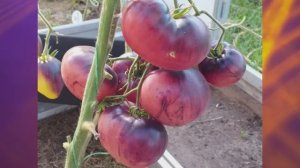 Томат Пурпурное яблоко Софии