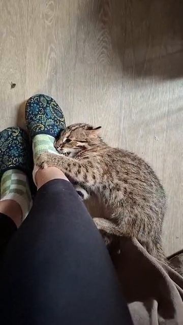 ДИКИЙ КОТ ВЦЕПИЛСЯ В НОГУ. Своеобразно попрощался. смотреть онлайн