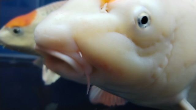 Рыба в беретке# аквариум#промысловый экземпляр#редкая рыба альбинос.#рыбки в аквариуме