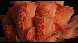 Как растут грибы. Розовая вешенка