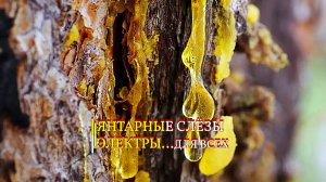 ЯНТАРНЫЕ СЛЁЗЫ ЭЛЕКТРЫ... ДЛЯ ВСЕХ