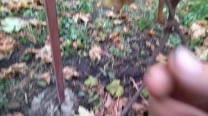 Гф Пин Понг селекции Калугина В. М поздний розовый виноград.