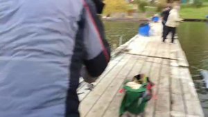 Форель с переходного