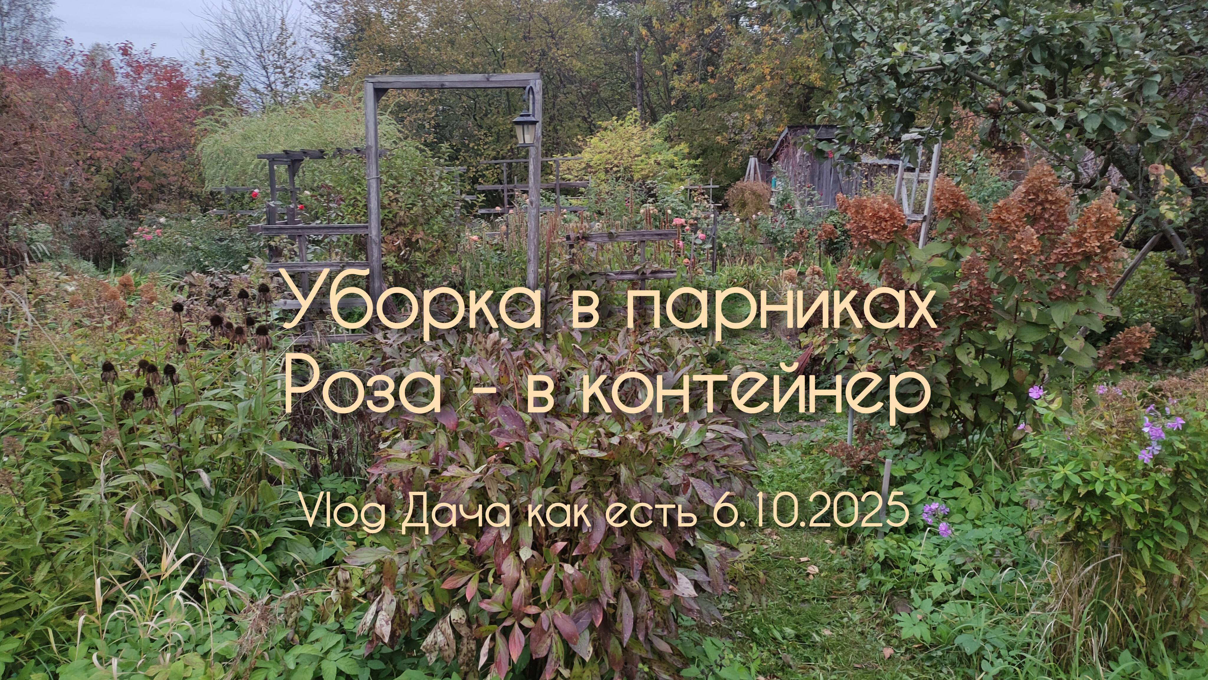 Моросит. Убираюсь в парниках, выкопала розу / Vlog Дача как есть 6.10.2025