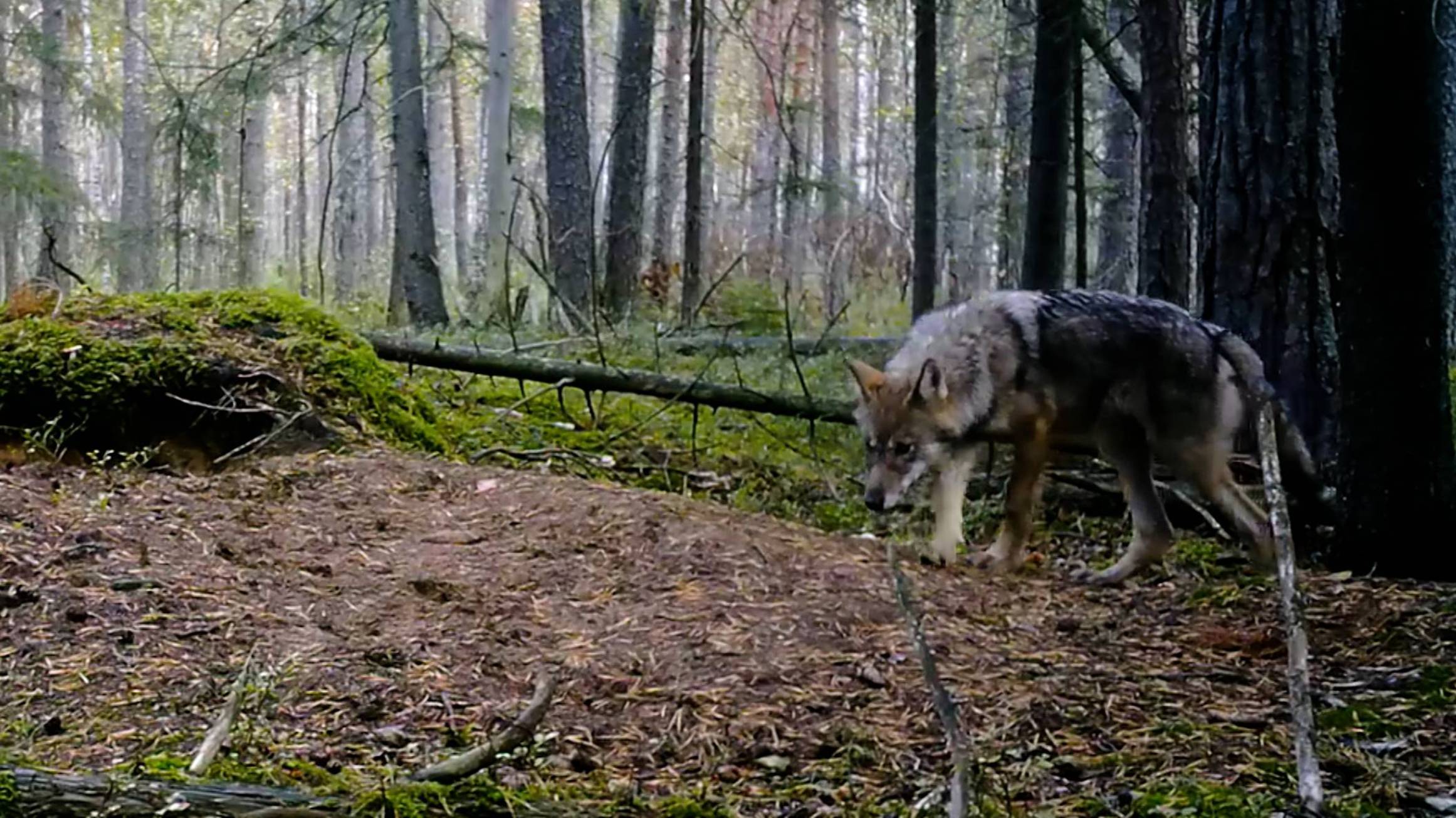 Дикие выходные с Павлом Глазковым. 11 октября