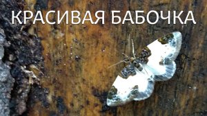 Красивая бабочка