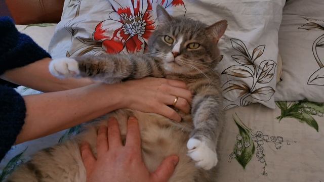 Котик смотреть онлайн