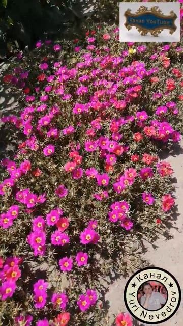 Flowers mat#shorts смотреть онлайн