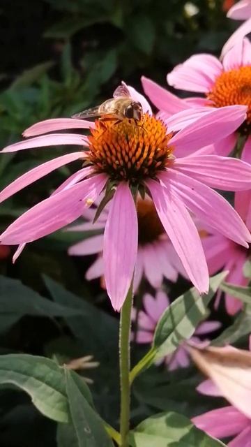 Бзык#shorts смотреть онлайн