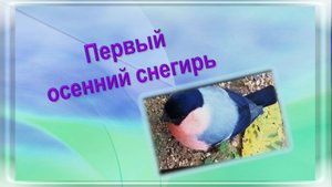 Первый осенний снегирь