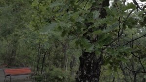 Дождь, ночь, лес