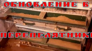 Обновление в перепелятнике. разведение перепелов.