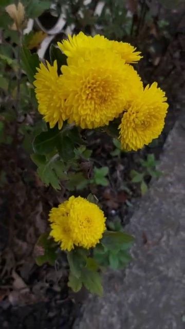 ДНР. Харцызск. 12.10.2025. Цветы у дома. Хризантема помпон еллоу