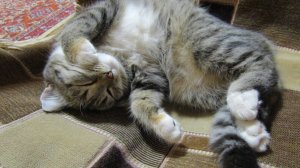 Мурка балуется