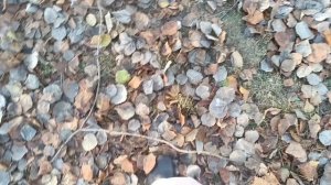 Пошуршим опавшими листьями?🍂🍂🍂Я пошуршала вчера вместе с голубями!!!👍🕊️