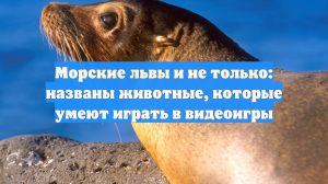Морские львы и не только: названы животные, которые умеют играть в видеоигры