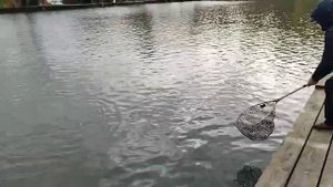 Форель