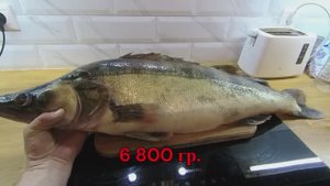 Личный рекорд по судаку. Спасатели Малибу.