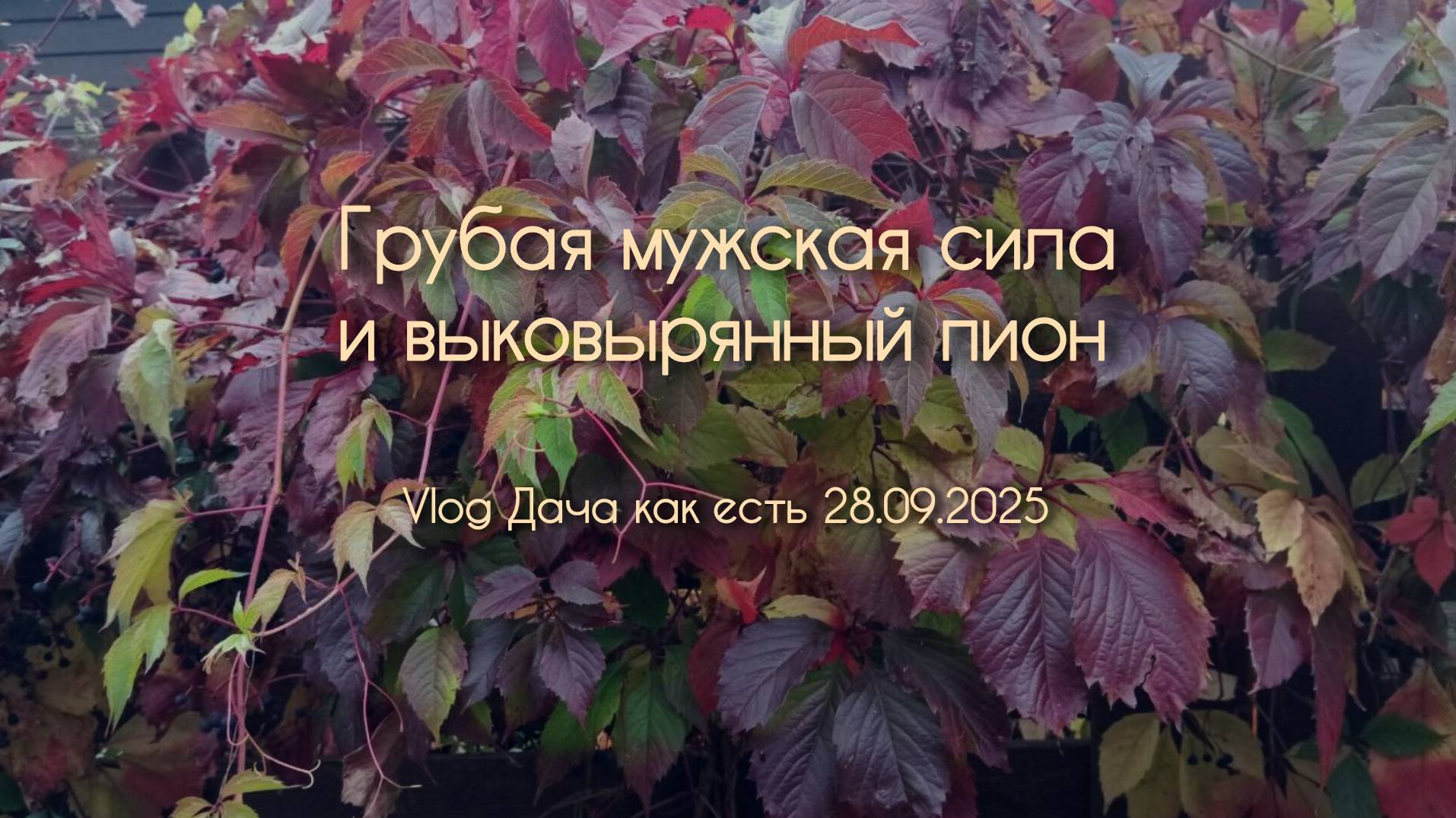 Последние помидоры, грубая сила и выкопанный пион / Vlog Дача как есть 28.09.2025