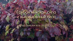 Последние помидоры, грубая сила и выкопанный пион / Vlog Дача как есть 28.09.2025