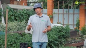 Уборка картофеля: главные признаки, что пора копать #сад #дача #огород #урожай #комнатныерастения