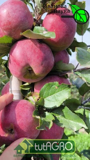 ПОДКОРМИТЕ ТАК ЯБЛОНИ и ОНИ НЕ БУДУТ ГНИТЬ! Главная подкормка сада. Сладкие яблоки без гнили и пятен