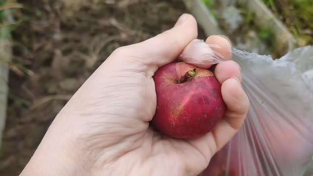 ВЛОГ Дома и на даче Последняя редиска Первые яблоки Покупки