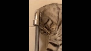 COUB compilation _ нарезка COUB -613