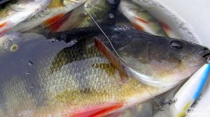 Окунь в фольге