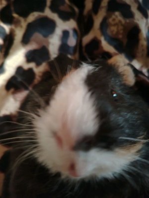 разговорчики