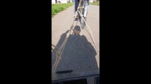 прецепили корч к велеку