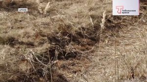 ОПАШКА В ТОБОЛЬСКОМ ОКРУГЕ