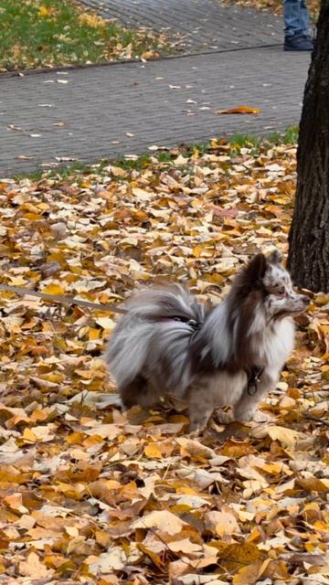 Осенний релакс... смотреть онлайн