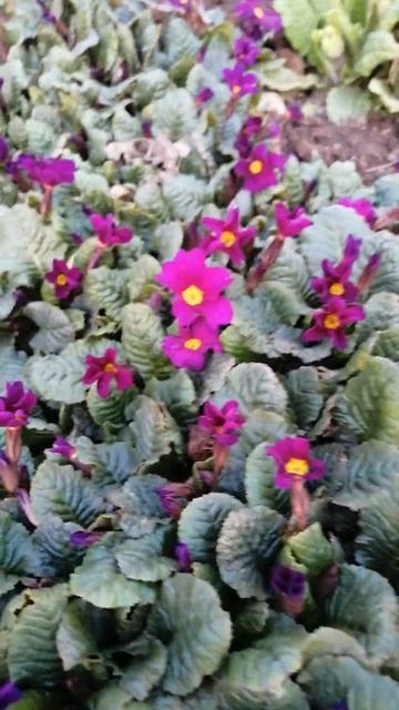 Flowers in my garden.#nature смотреть онлайн