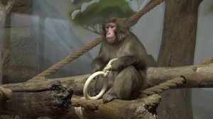 Как устроились японские макаки в зоопарке Новосибирска?