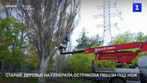 Старые деревья на Генерала Острякова пошли под нож