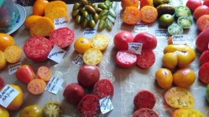 Немного позабытые сорта томатов из моей коллекции.... Но они шикарны....