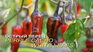 Острый перец PERPLE CACHO WHITE LEAFS. Обзор сортов ПЕРЦА!