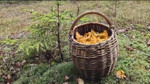 В Башкортостане начался аномальный грибной бум