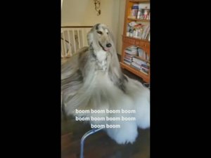 #2. СМЕШНЫЕ МОМЕНТЫ СО ЗВЕРЯМИ! СОБАЧЬЯ ЖИЗНЬ.