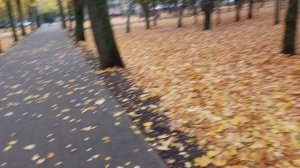 в этом году золотая осень 🍁,какой красивый ковёр из листьев