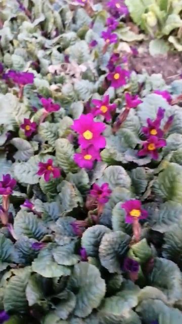 Цветы в моём саду.#nature смотреть онлайн