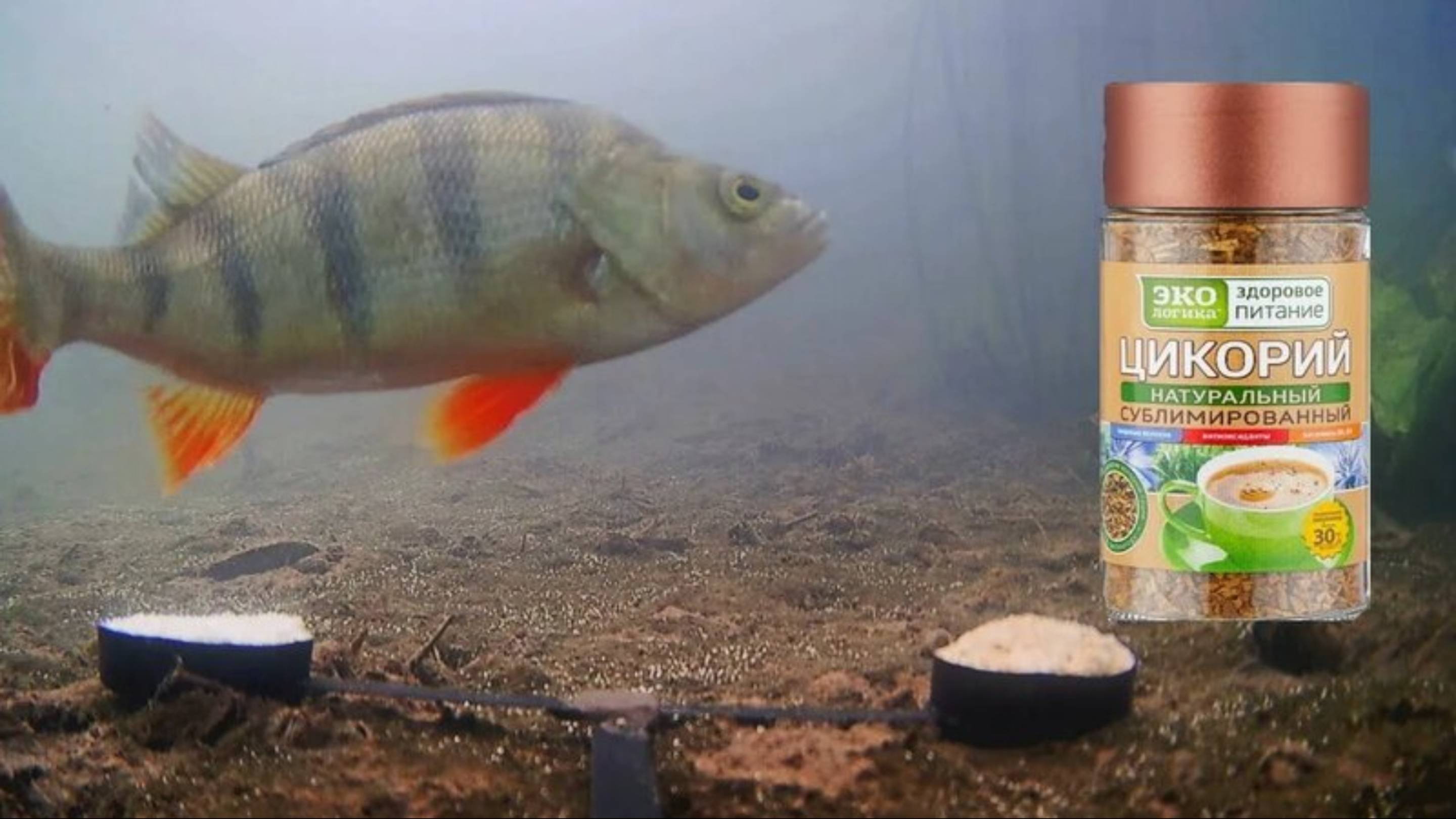 Как рыба реагирует на Цикорий? Подводная съемка
