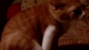 Котенок Рыжик в центре внимания