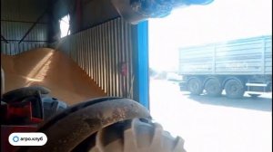 Роскошь золотой кукурузы - в нашем репортаже из Ростовской области