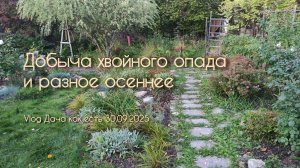 Добыча хвойного опада, разборка выкопанного пиона и разное осеннее / Vlog Дача как есть 30.09.2025