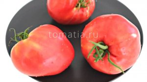 Минусинское БС с носиком