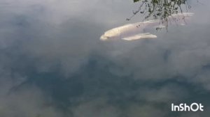 Стихи и песни. От души и для души ( авторские )...